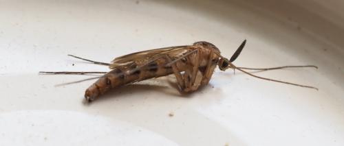 Réf. 264 591 : Keroplatus reaumurii
